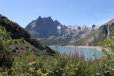 Fleurs sauvages avec le lac d'Emosson en arrière-plan