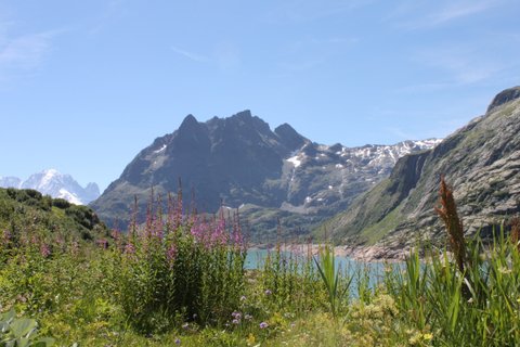 Végétation luxuriante dans le magnifique site du barrage d'Emosson