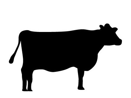 Vache