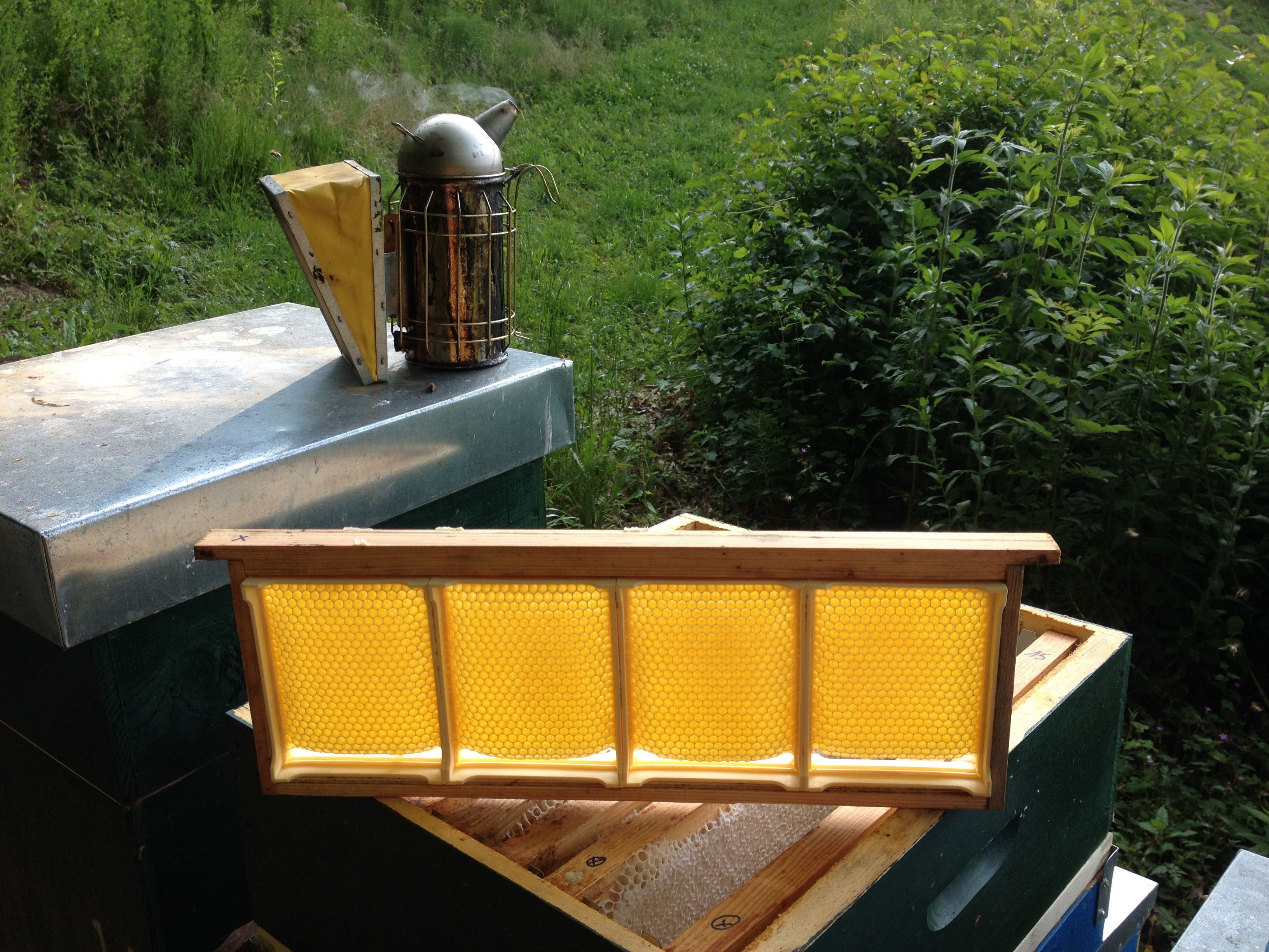 Cadre qui contiendra du miel en rayon