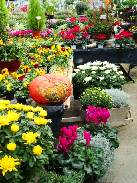 Plantes d'automne