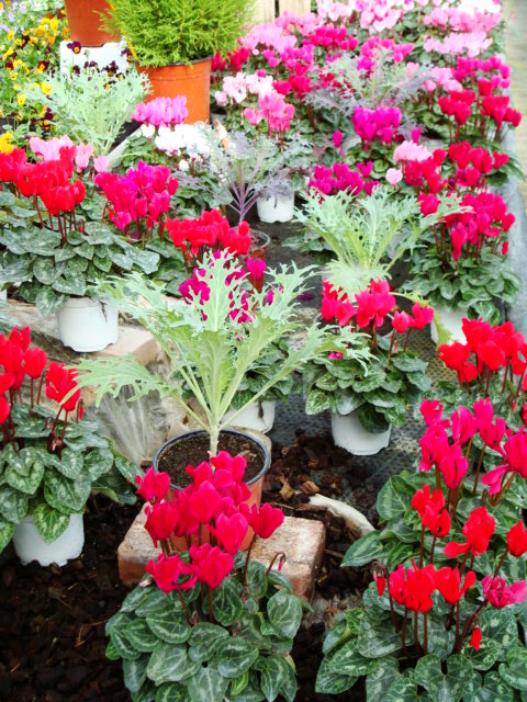 Mini cyclamen 