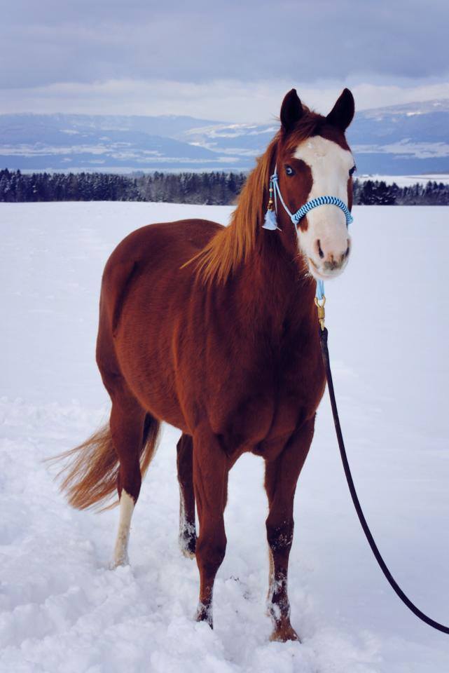 APHA mare 
Miss-California-Dream aka Caly
Née au Baldrock-Ranch élevage de quarter et paint horses de travail
En Franche-Comté
Ranch-workingcow-cutting-cowhorse