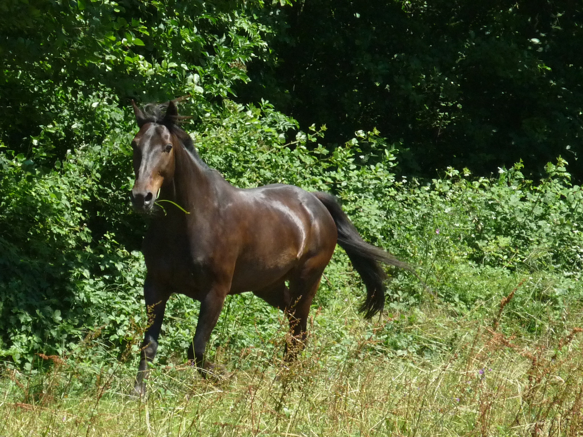 Poskaye