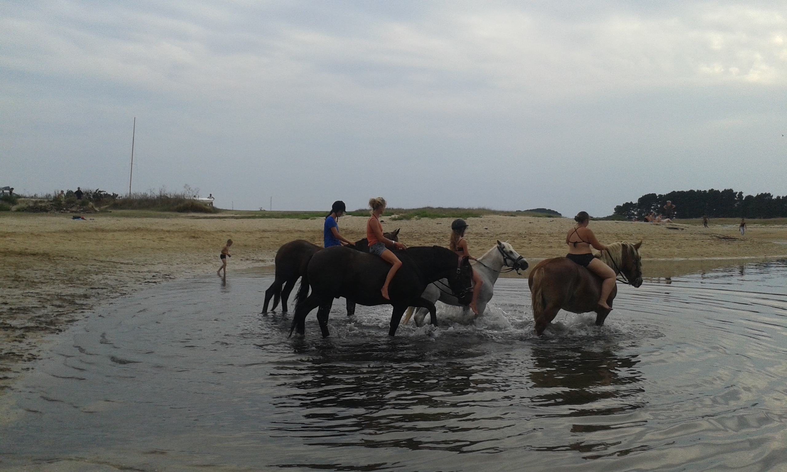 Chevaux saison 2015 113