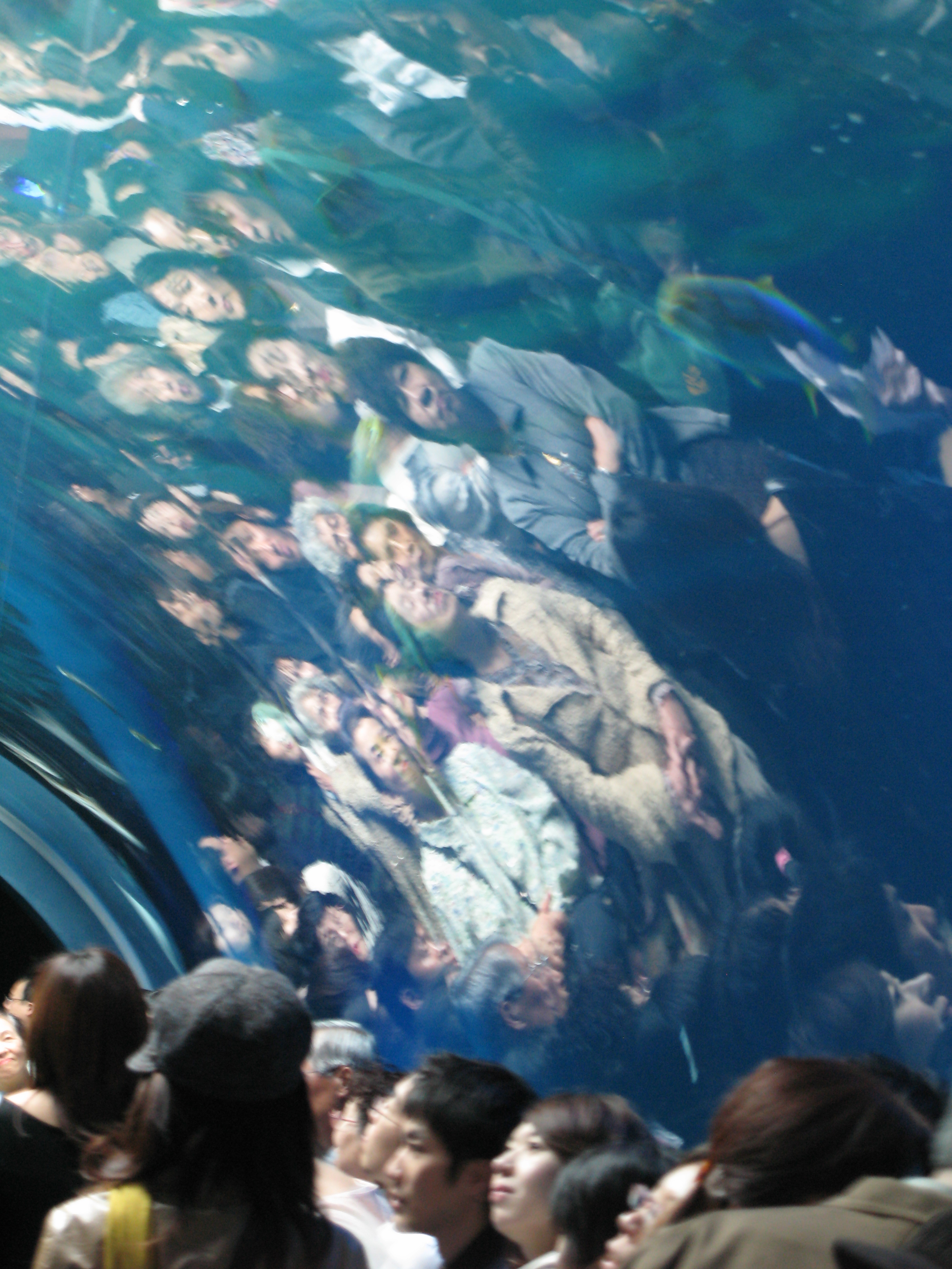 Visualisez votre sortie d'aquarium pour surfer sur la vague