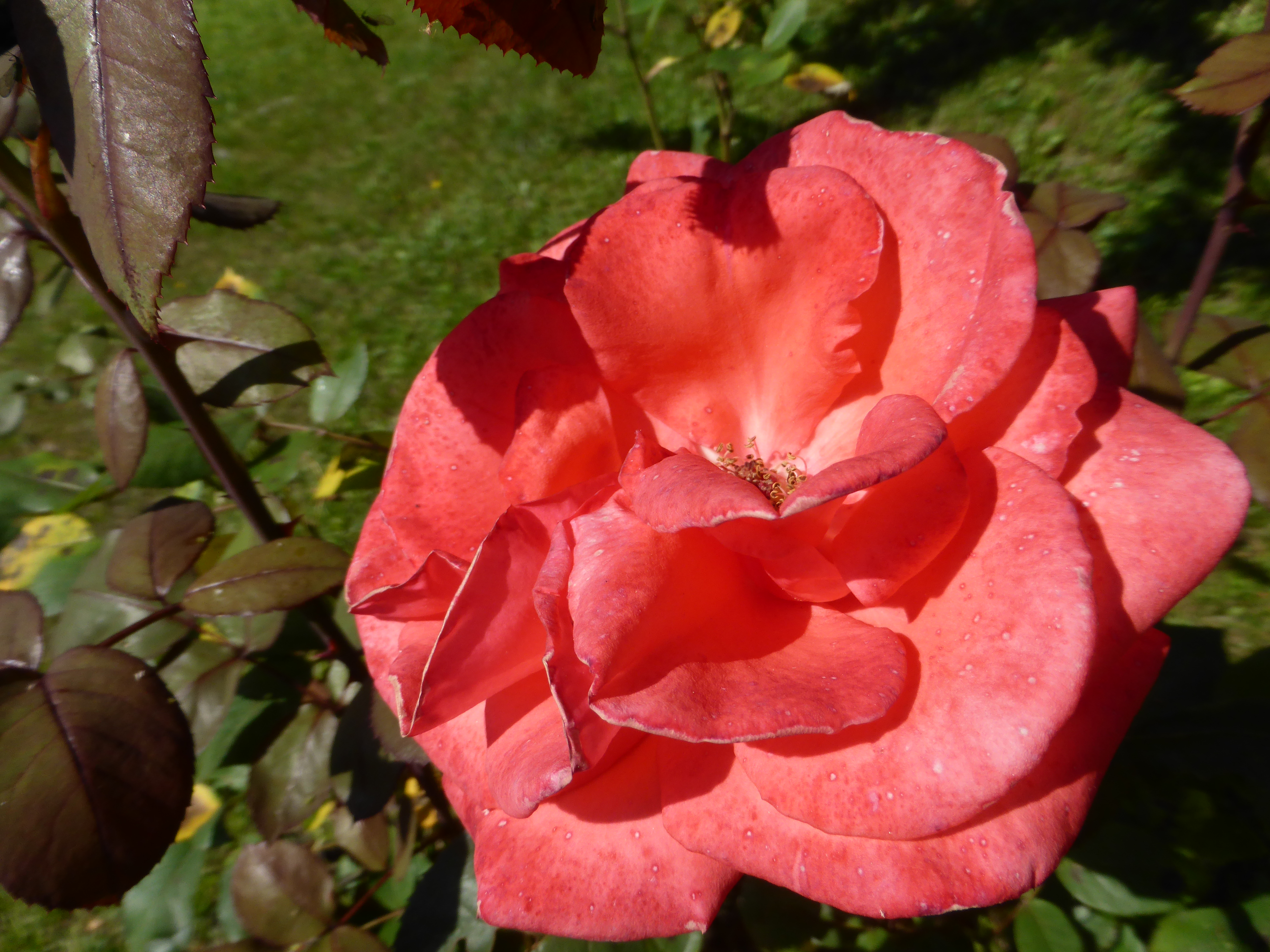 P1020225