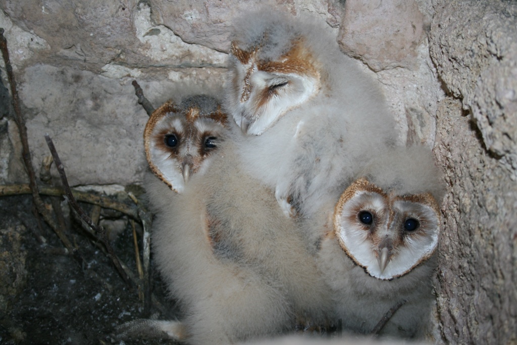 Bebes chouettes effraie