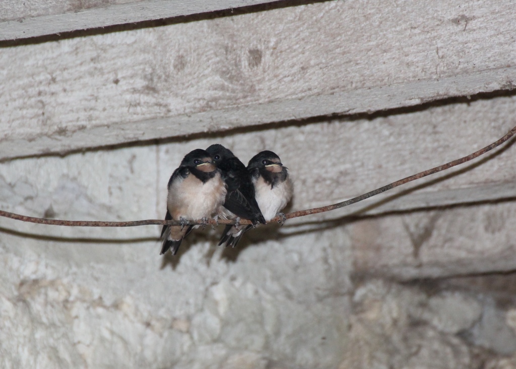Bebes hirondelles