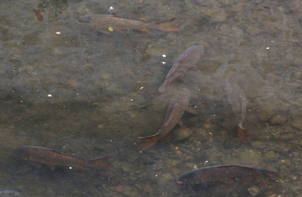 Les carpes