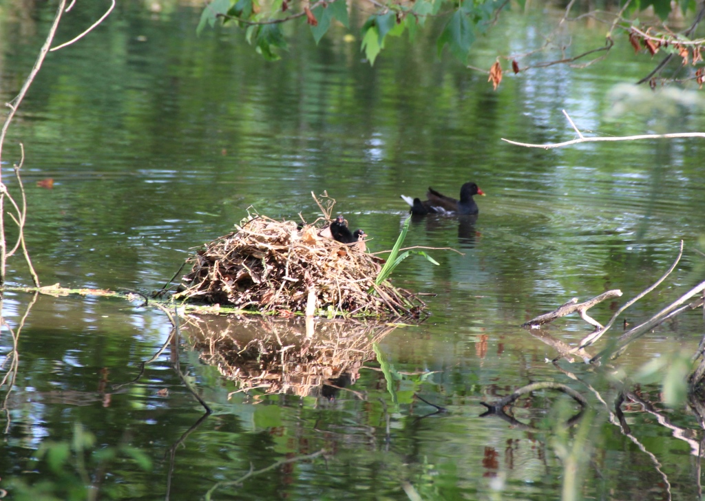 Poules d eau