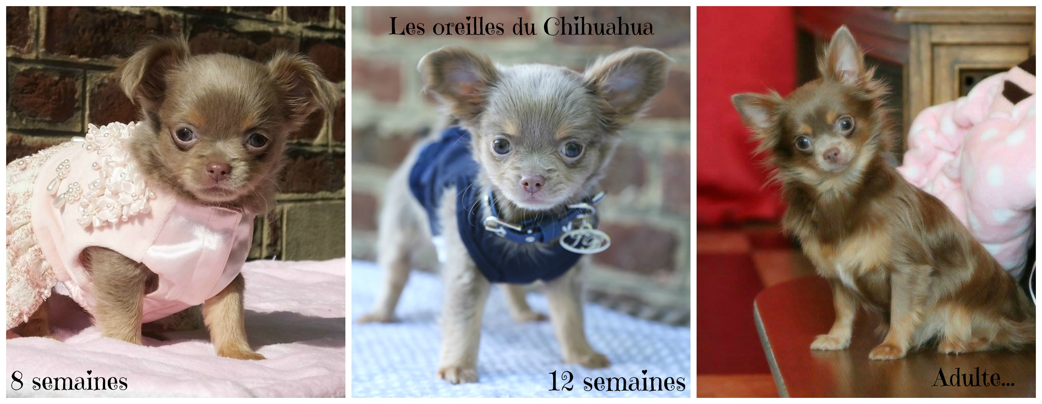 Dmlsiteoreilles
