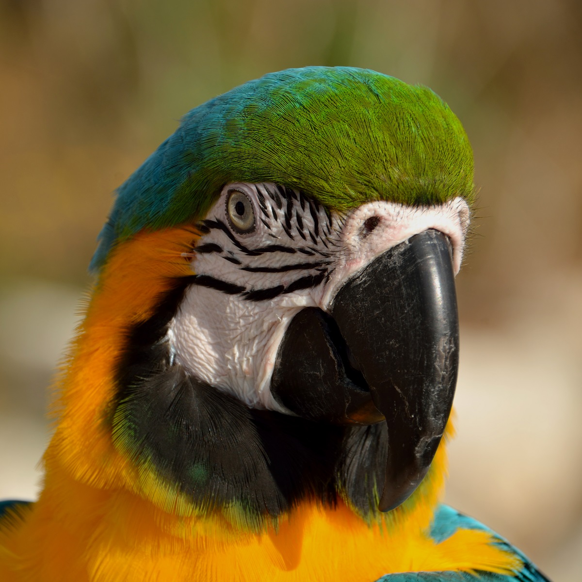 perroquet ara ararauna femelle
