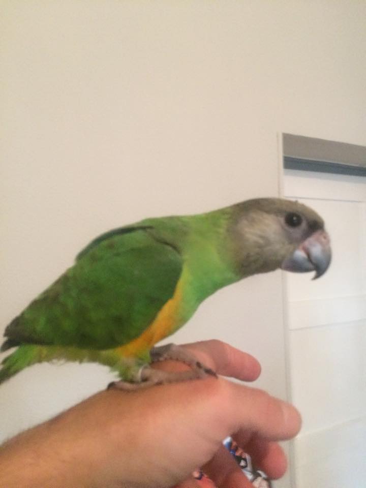 Youyou du Senegal
Poicephalus senegalus senegalus
Jeune  de 3 mois