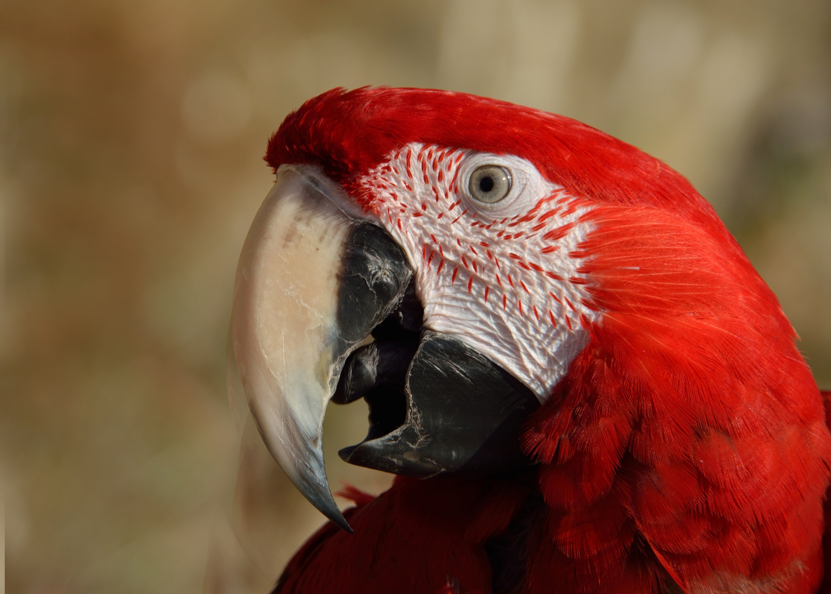 Ara à ailes vertes
Ara chloroptere