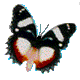 04 papill4