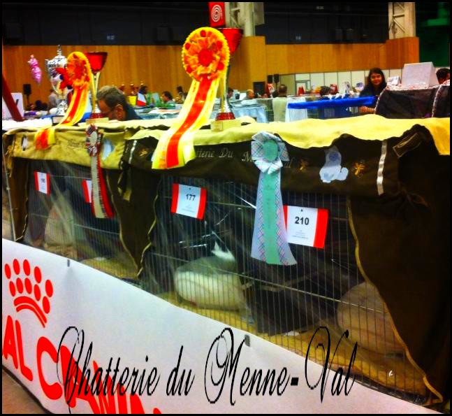 Cage d expo