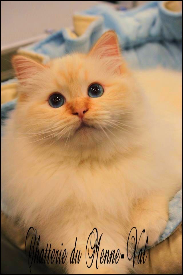 L Abricot