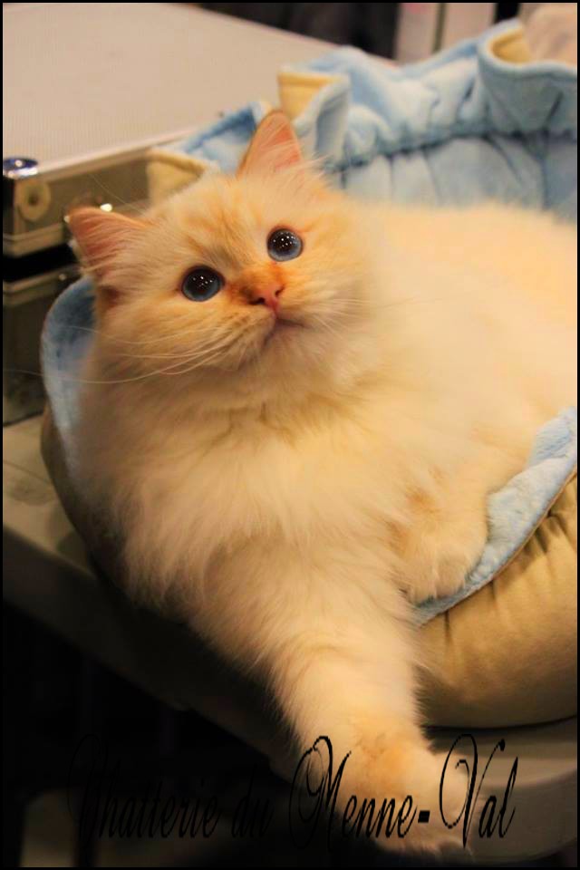 L abricot 2