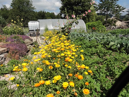 Fleurs jardin 2