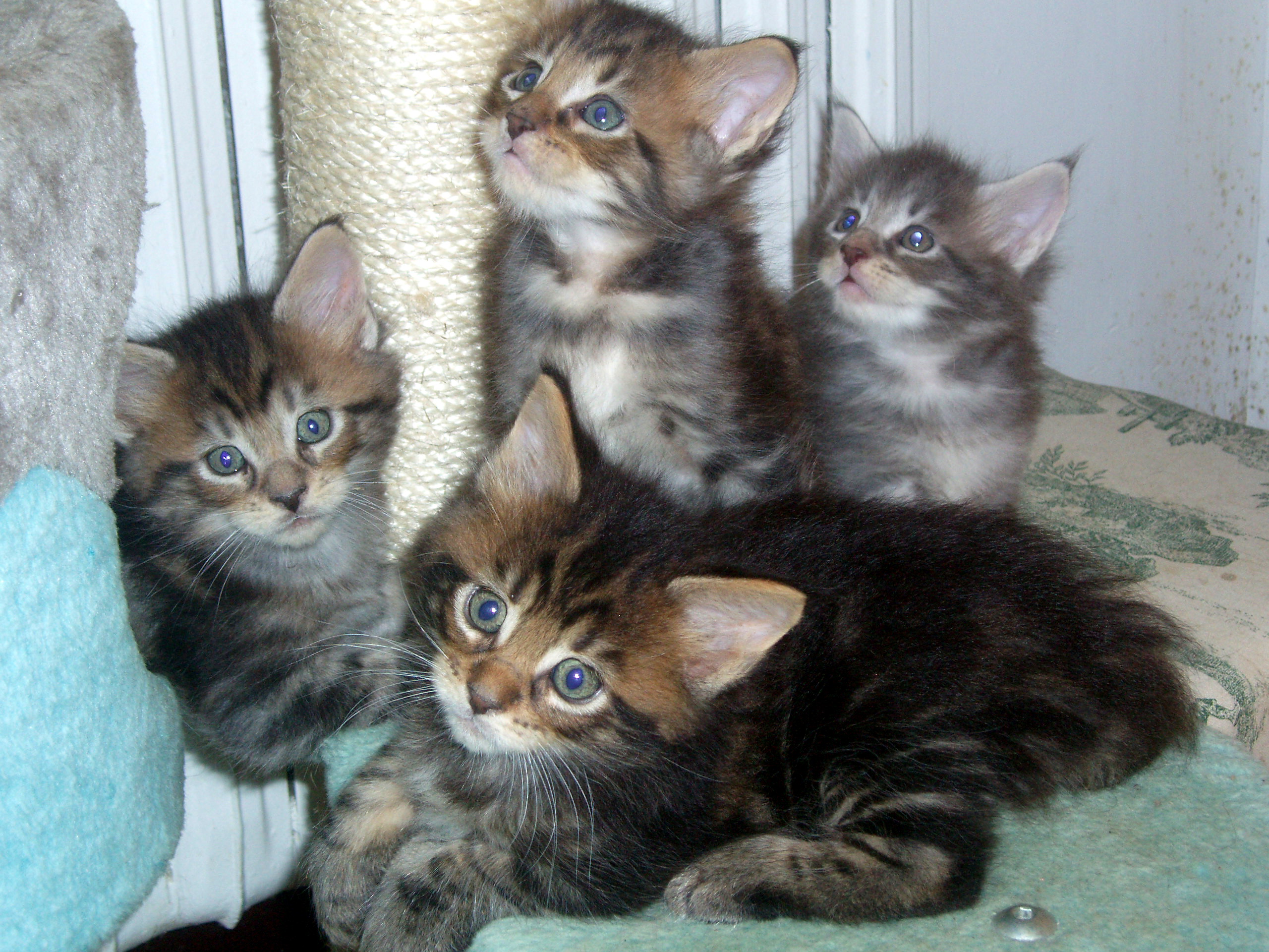 Chatons 1ere portee