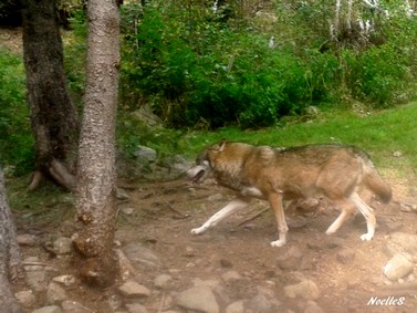 Loup NS