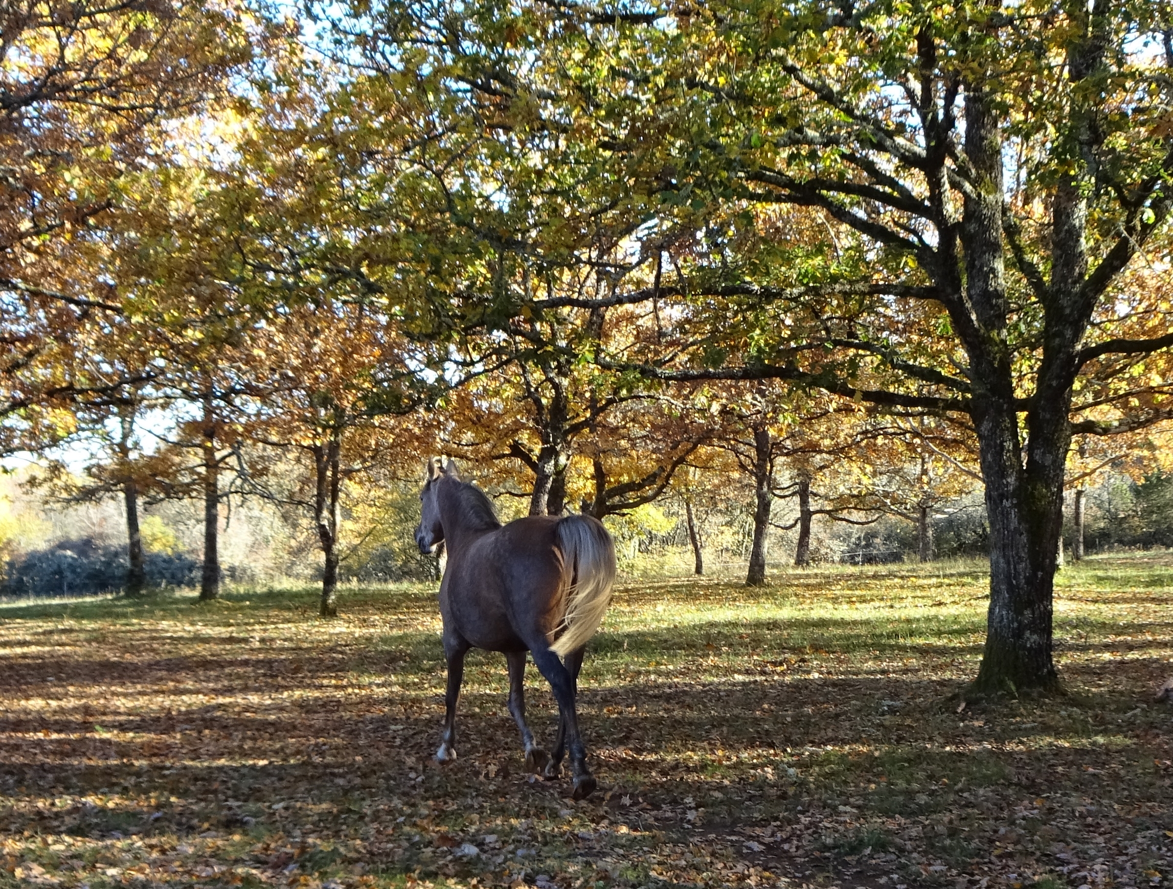 Kamria recadre au trot