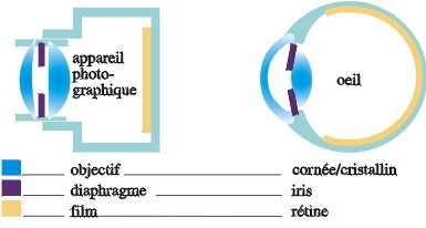 Comparaison simple entre un appareil photographique et un œil humain