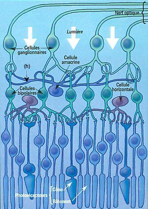 Schéma de la structure de la rétine