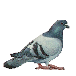 Animpigeon