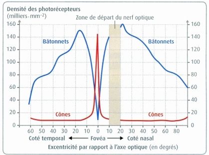 Répartition des photorécepteurs de la rétine