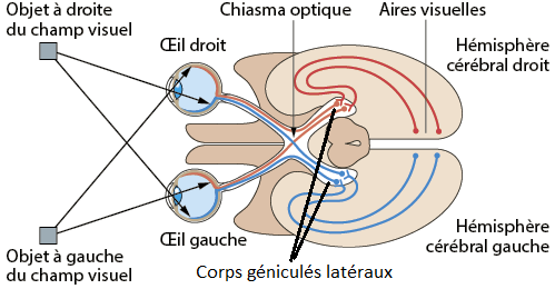 Il faut se souvenir que l’image est inversée en arrivant sur la rétine : c’est donc la moitié droite du champ visuel de l’oeil droit qui arrive sur l’hémirétine nasale de l’œil droit et qui en croisant arrivera sur le cortex cérébral gauche, avec l’image de la moitié droite du champ visuel de l’œil gauche (par l’hémirétine temporale gauche). Ainsi le cortex gauche traite les images  qui viennent de la moitié droite du champ visuel.

La moitié droite du champ visuel de chaque œil est donc traitée par l’hémisphère cérébral gauche, et les informations provenant de l'hémirétine droite de l'œil gauche (hémirétine nasale) et de l'œil droit (hémirétine temporale) sont traitées par le cortex visuel de l'hémisphère droit. 