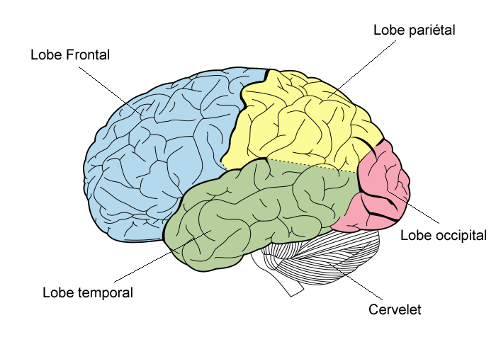 Pour bien se repérer dans les lobes du cerveau...