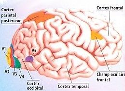 Pour bien situer les principales aires visuelles..
