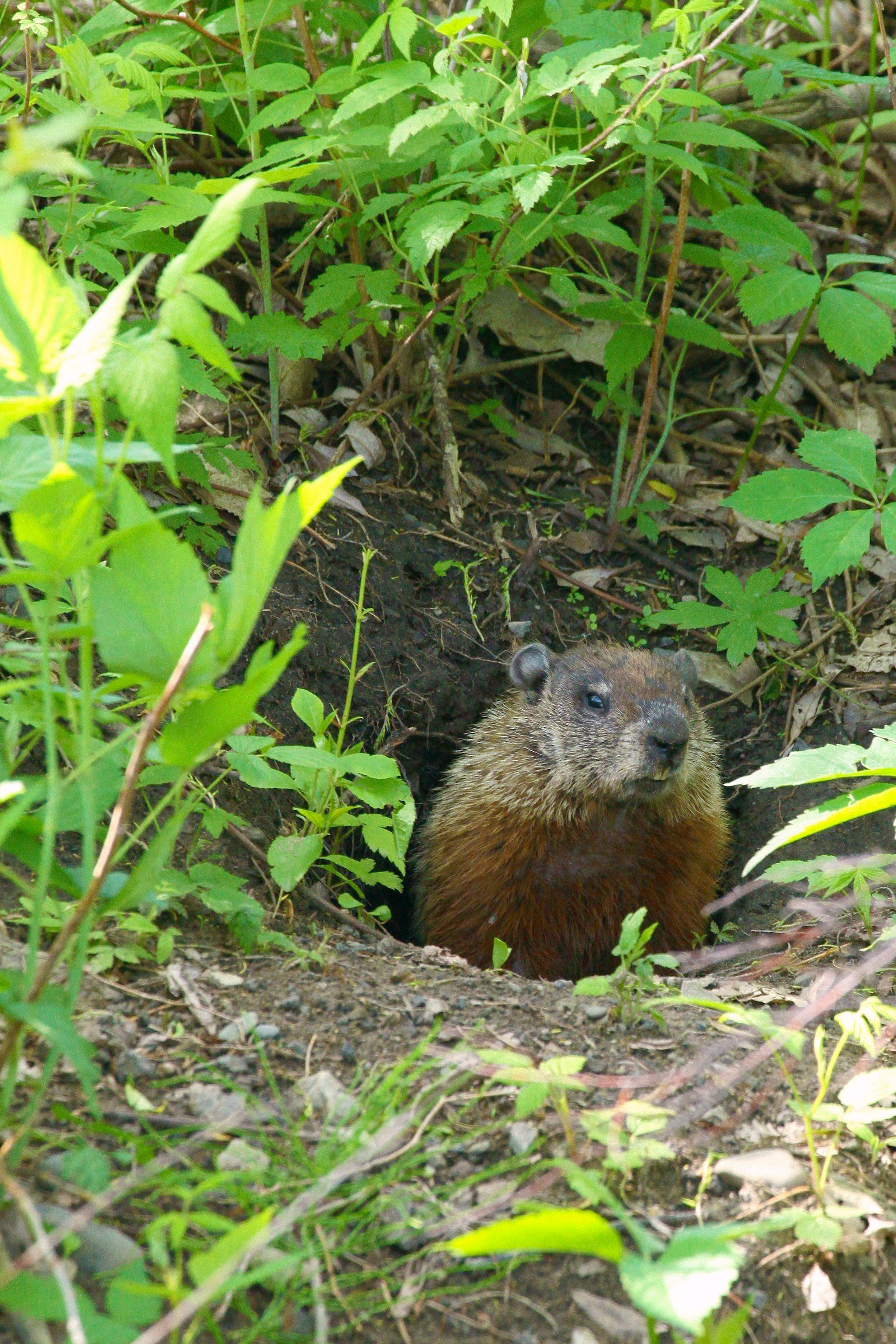 Marmotte