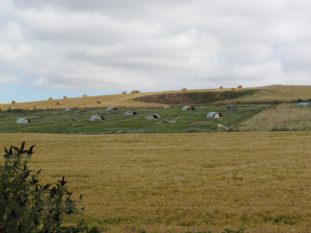 Porc de moyecques elevage 1 