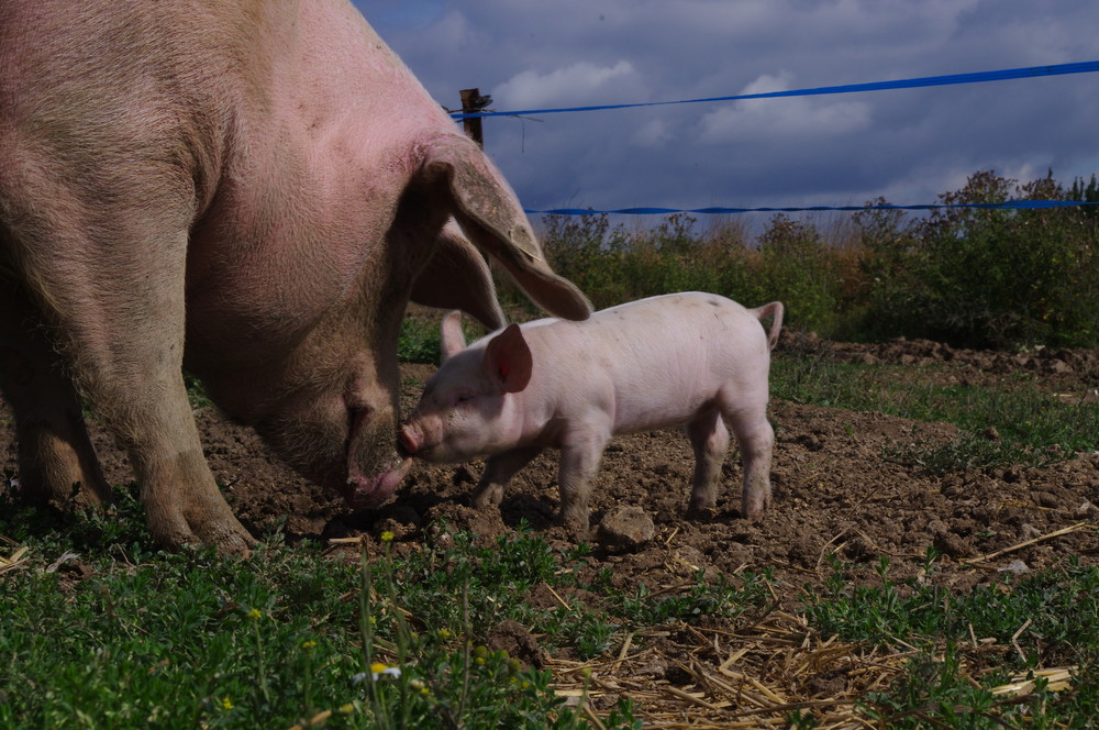 Porc de moyecques elevage 2 