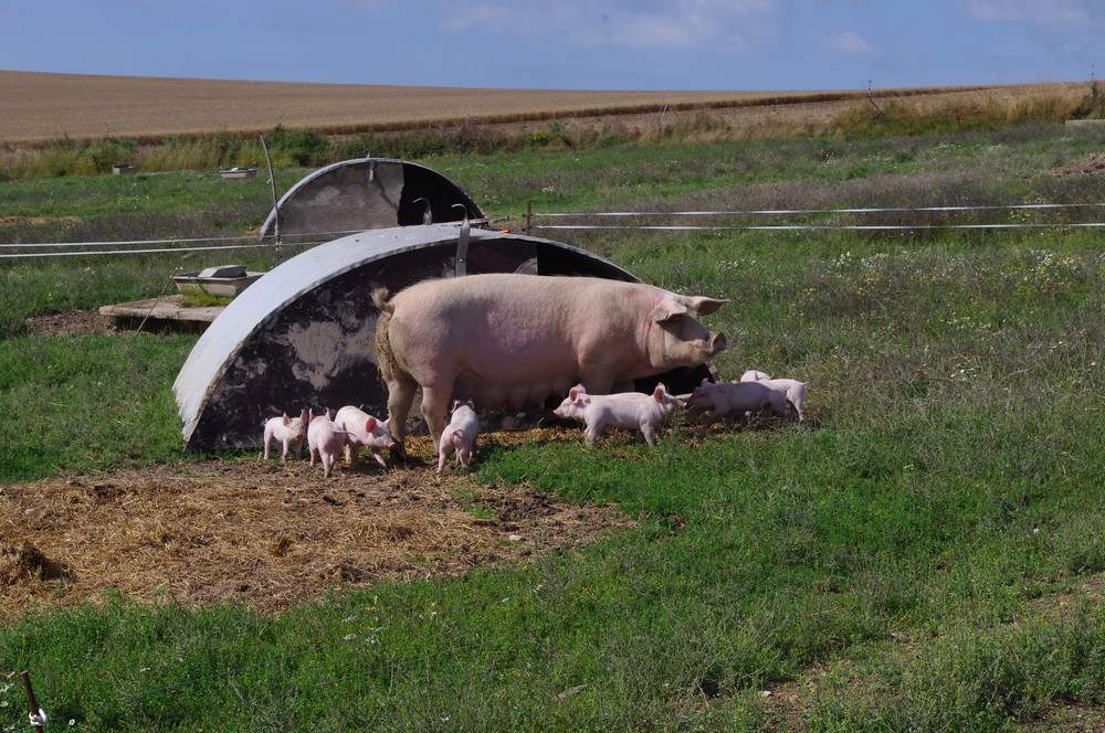 Porc de Moyecques Elevage 4 