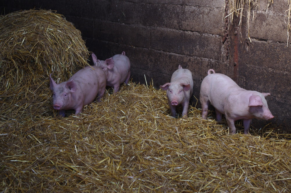 Porc de Moyecques Elevage 5 