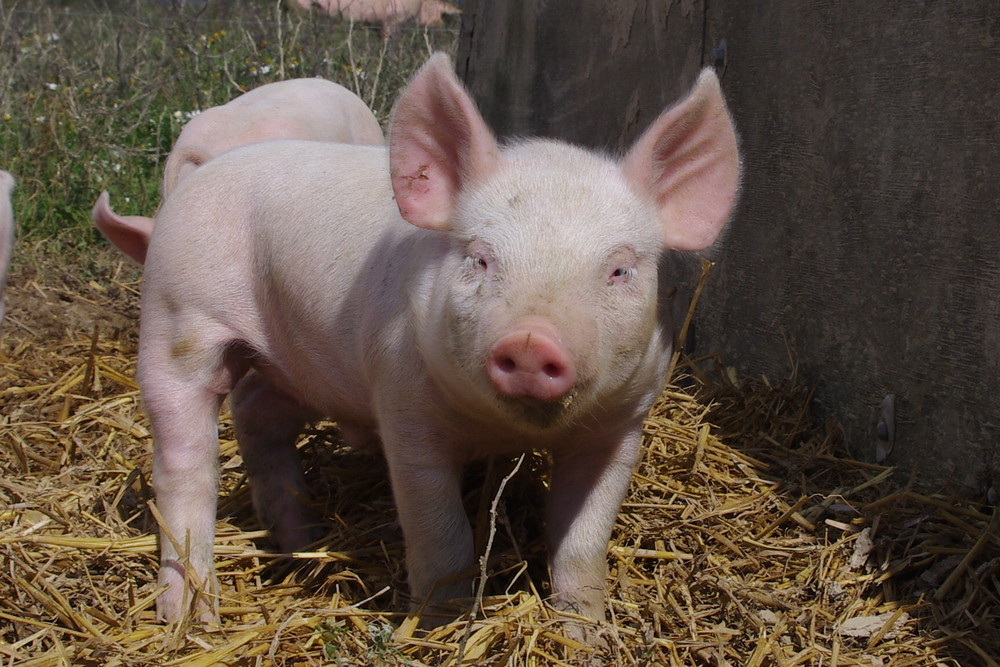 Porc de moyecques elevage 6 