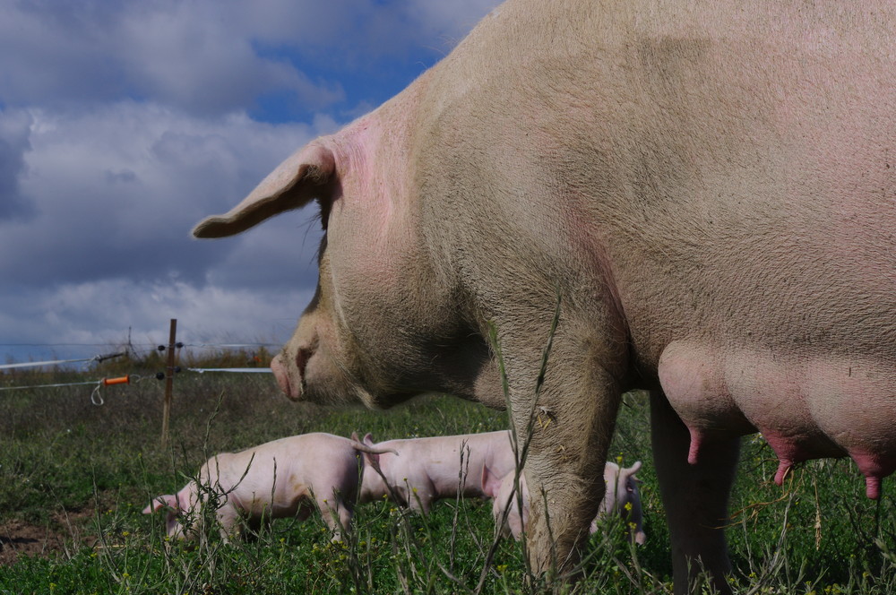 Porc de moyecques elevage 8 