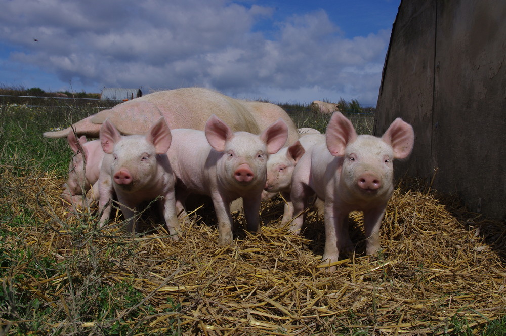 Porc de moyecques elevage 9 