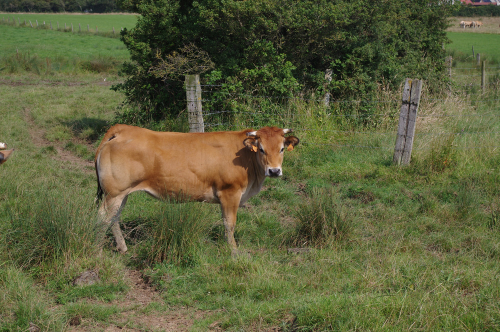 Porc de moyecques elevage bovin 16 