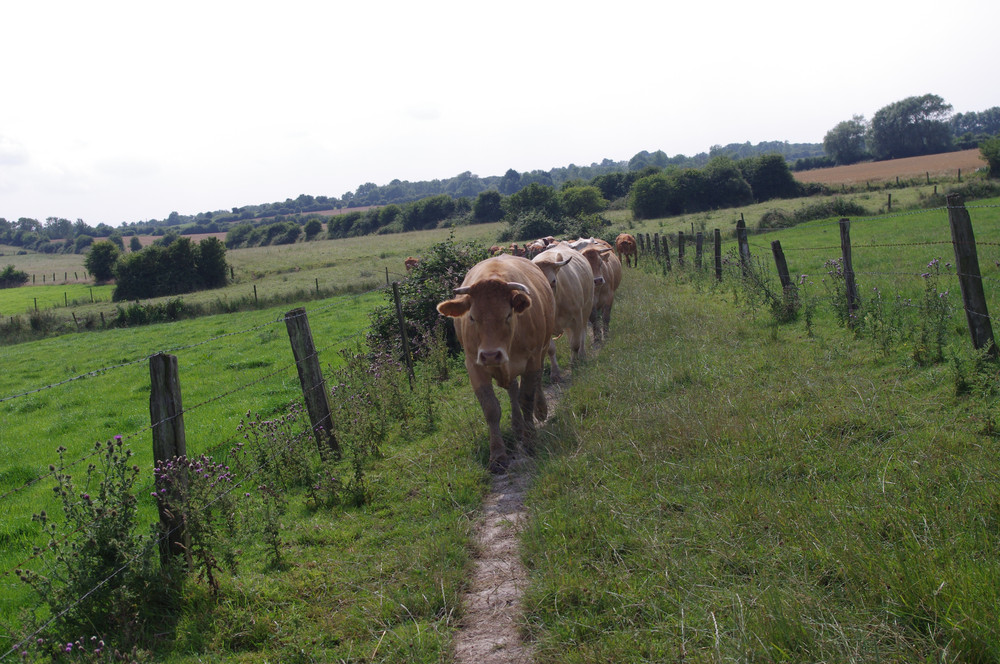 Porc de Moyecques Elevage Bovin 22 