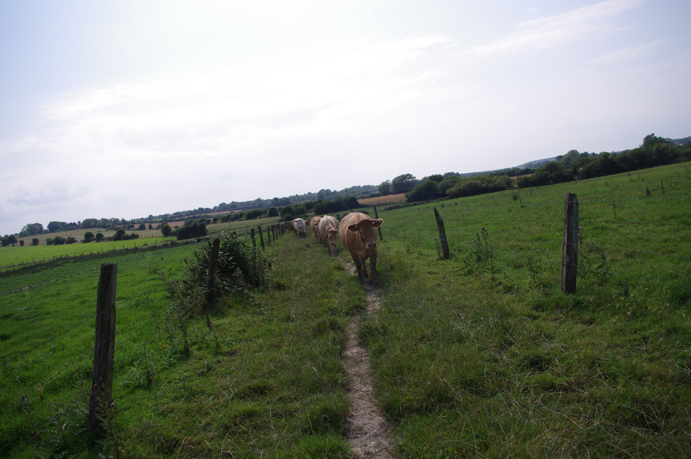 Porc de moyecques elevage bovin 23 