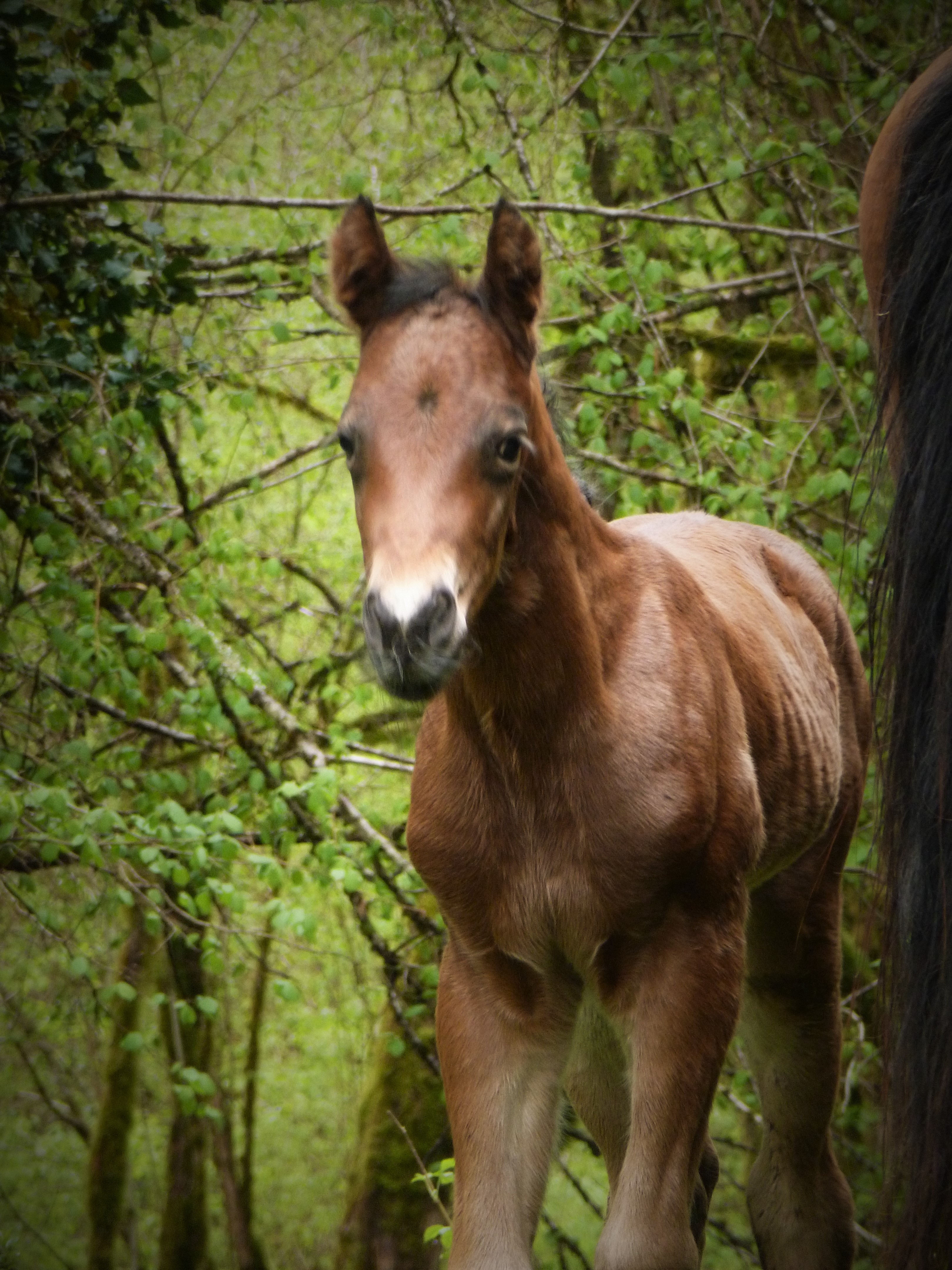 "G POCOBAR" QUARTER-HORSE Foundation 84% (fondation) NFQHA
Ranch horse / working-cow : cutting / reining / à vendre / Baldrock-Ranch / Franche-Comté / France