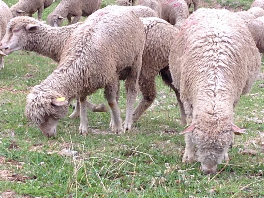 2015 08 23 chamrousse moutons 12 