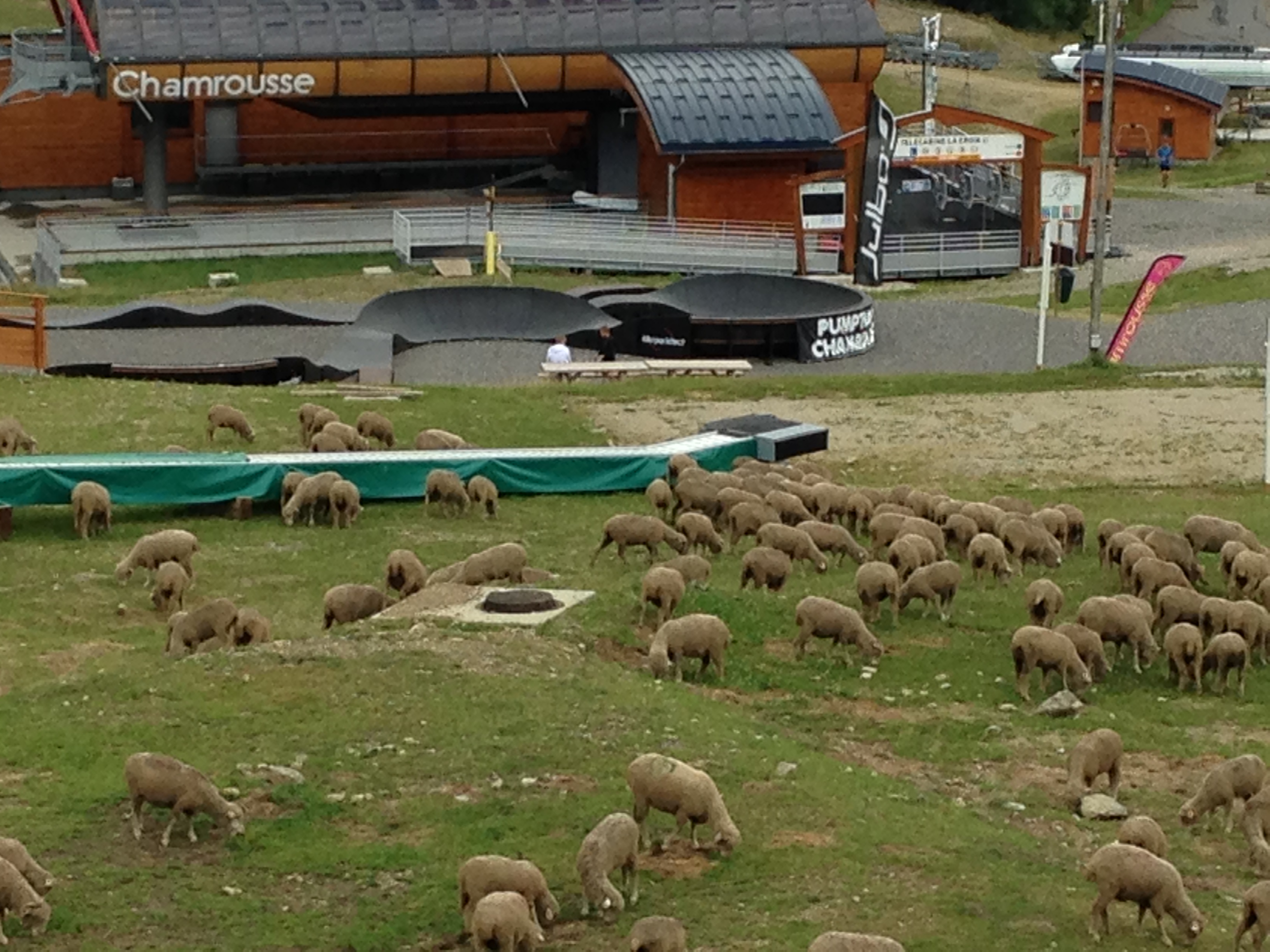 2015 08 23 chamrousse moutons 17 
