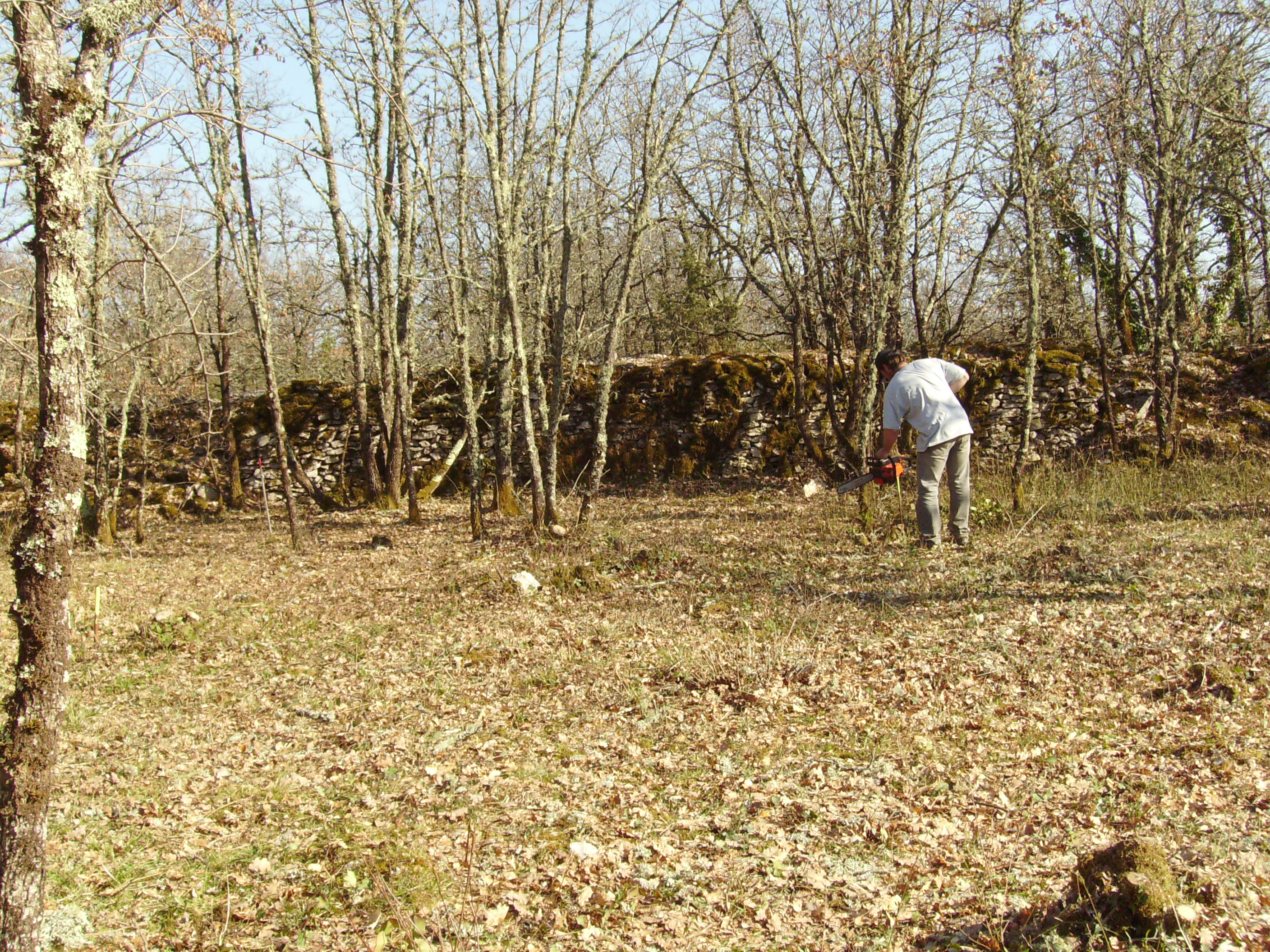 Coupe des arbres