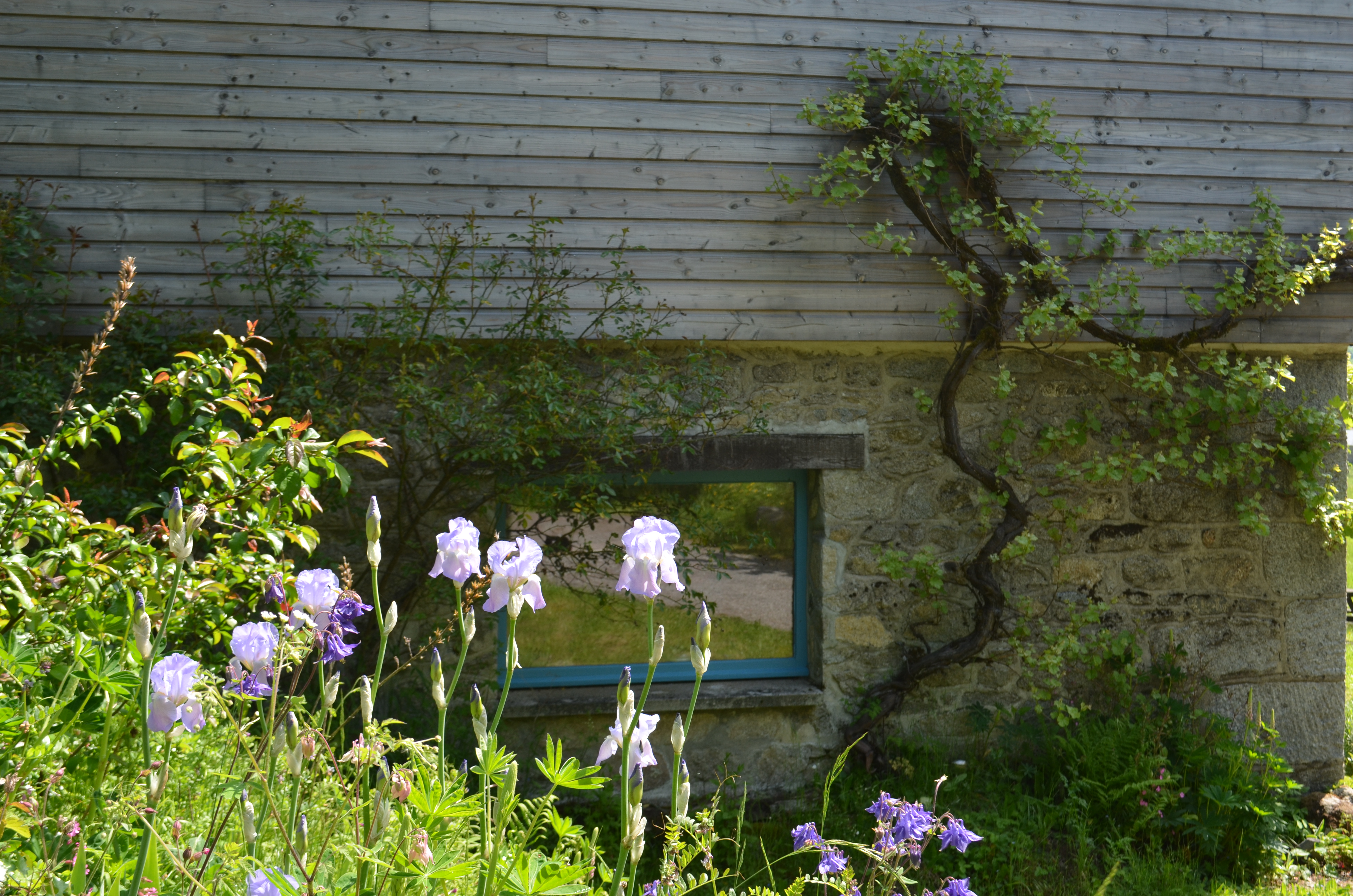 Iris et vigne